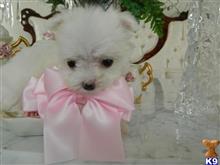 maltese puppy posted by Elegant Babies